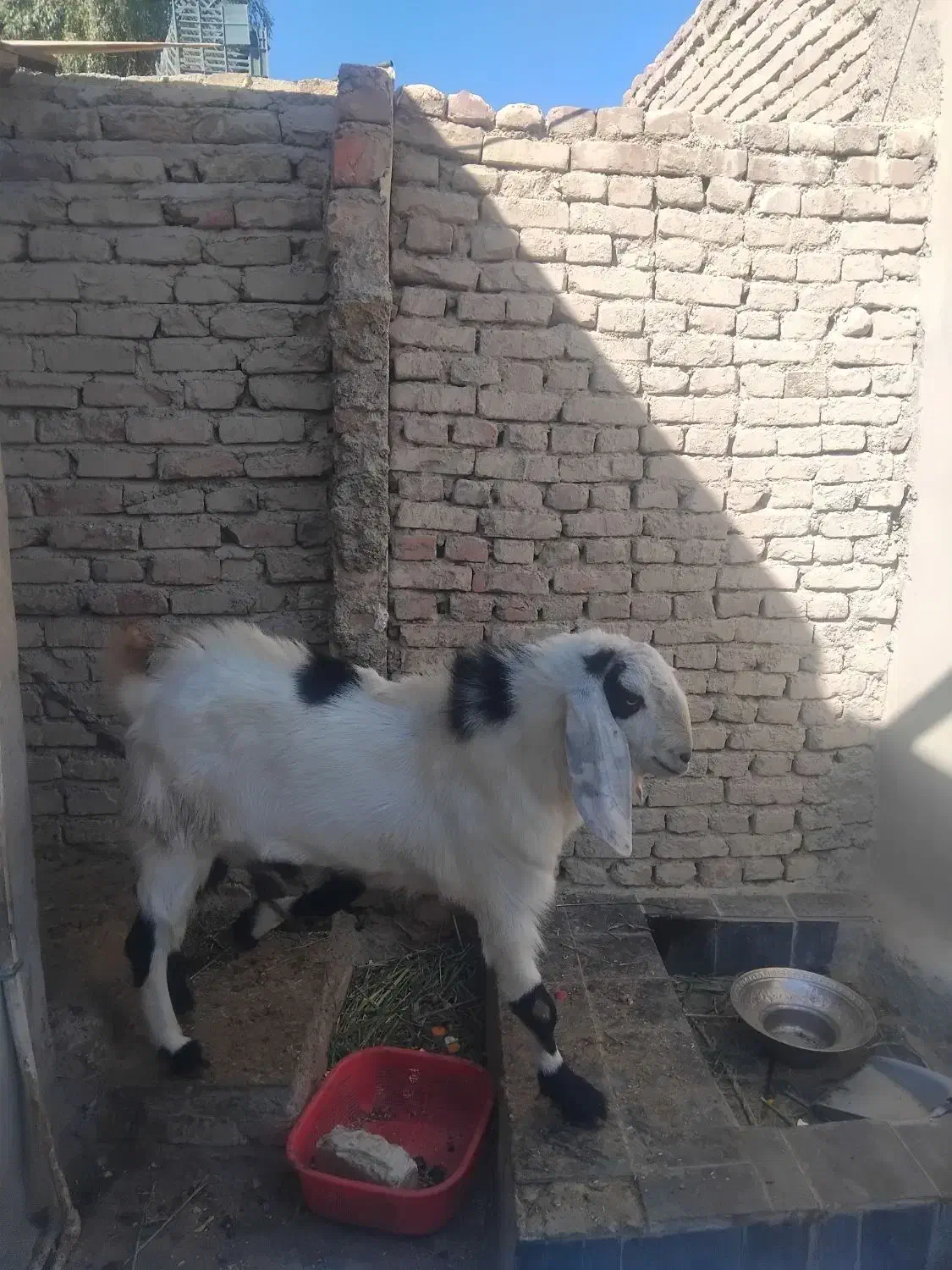 پلچن بزرگ هیکلی ودورگ|حیوانات مزرعه|سراوان, |دیوار