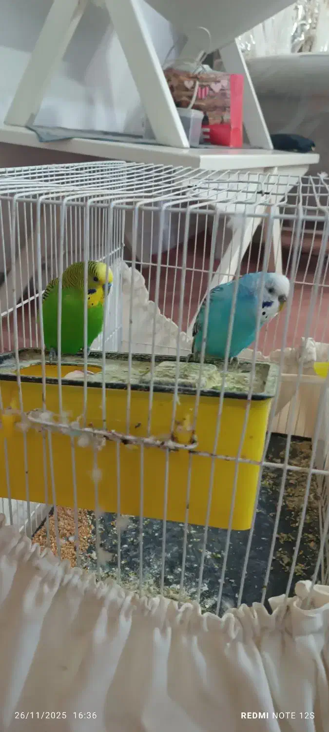 یک جفت مرغ عشق سالم|پرنده|نیشابور, خط کاشمر|دیوار