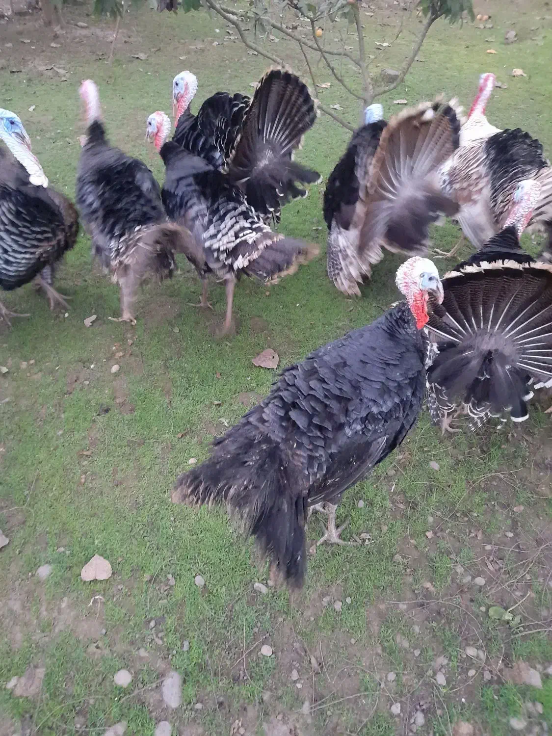 بوقلمون|حیوانات مزرعه|سنگر, |دیوار