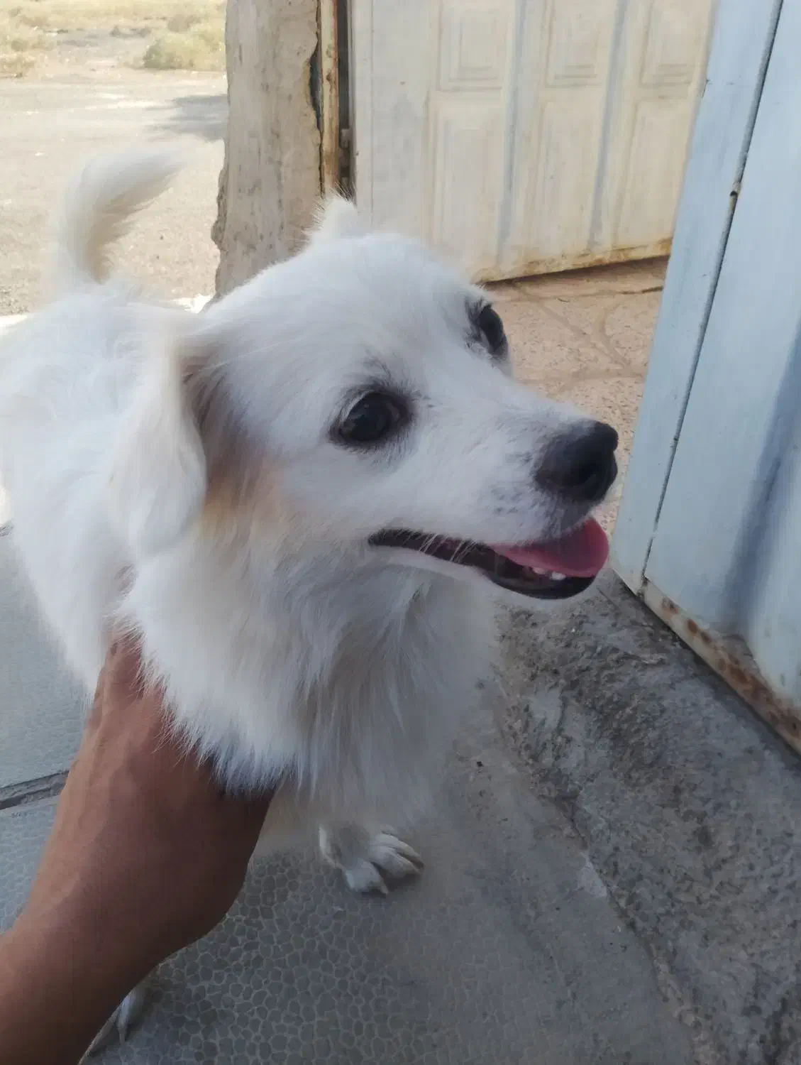 سگ شیتزو مالتیز|سگ|قرچک, محمد آباد|دیوار