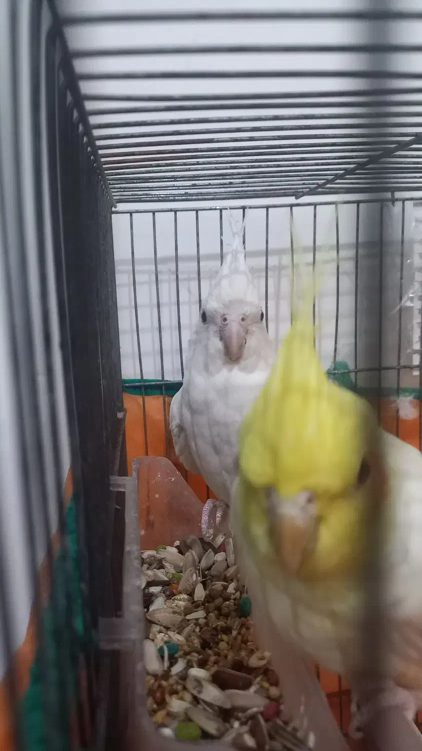 جفت مولد عروس هلندی|پرنده|شریف‌آباد, |دیوار