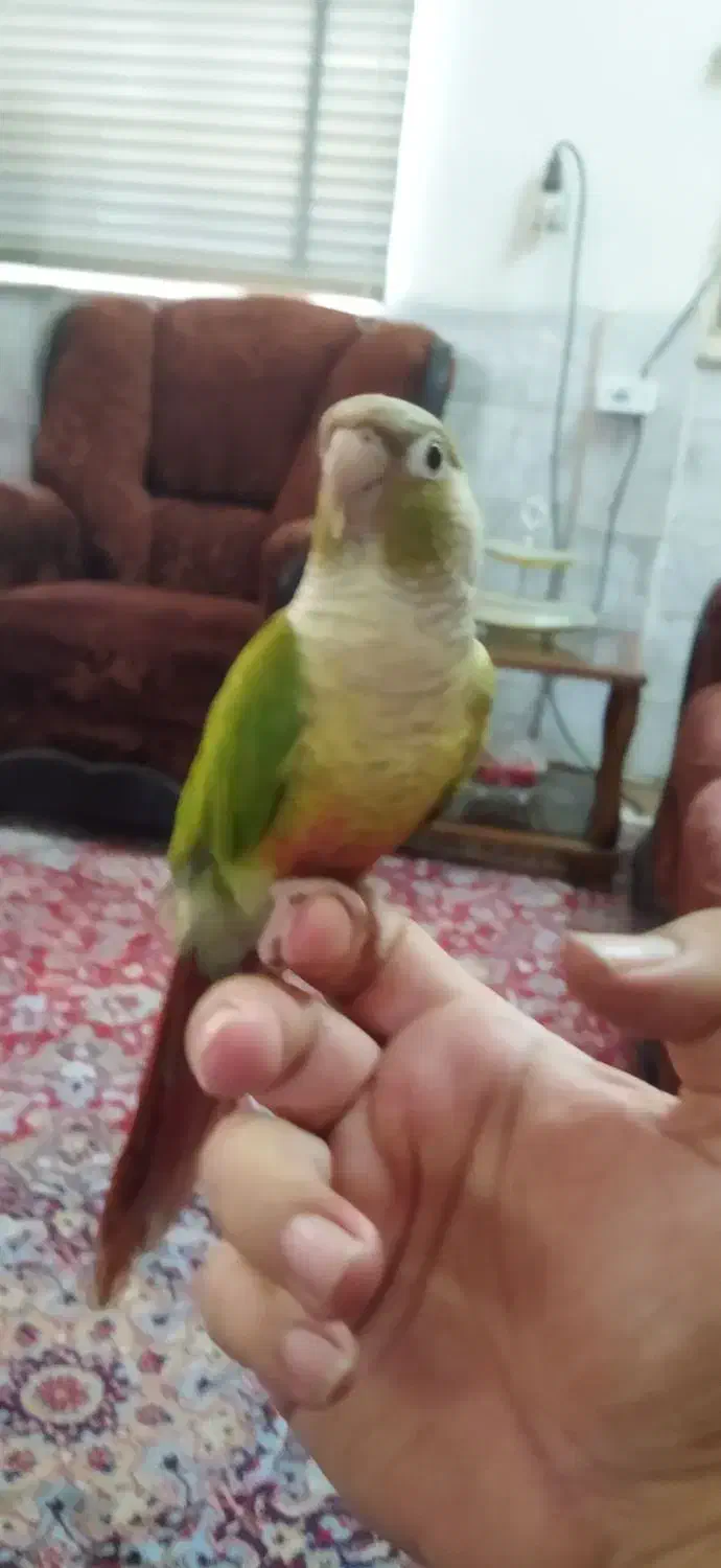 گیرینچیک ماده دستی|پرنده|یزد, |دیوار