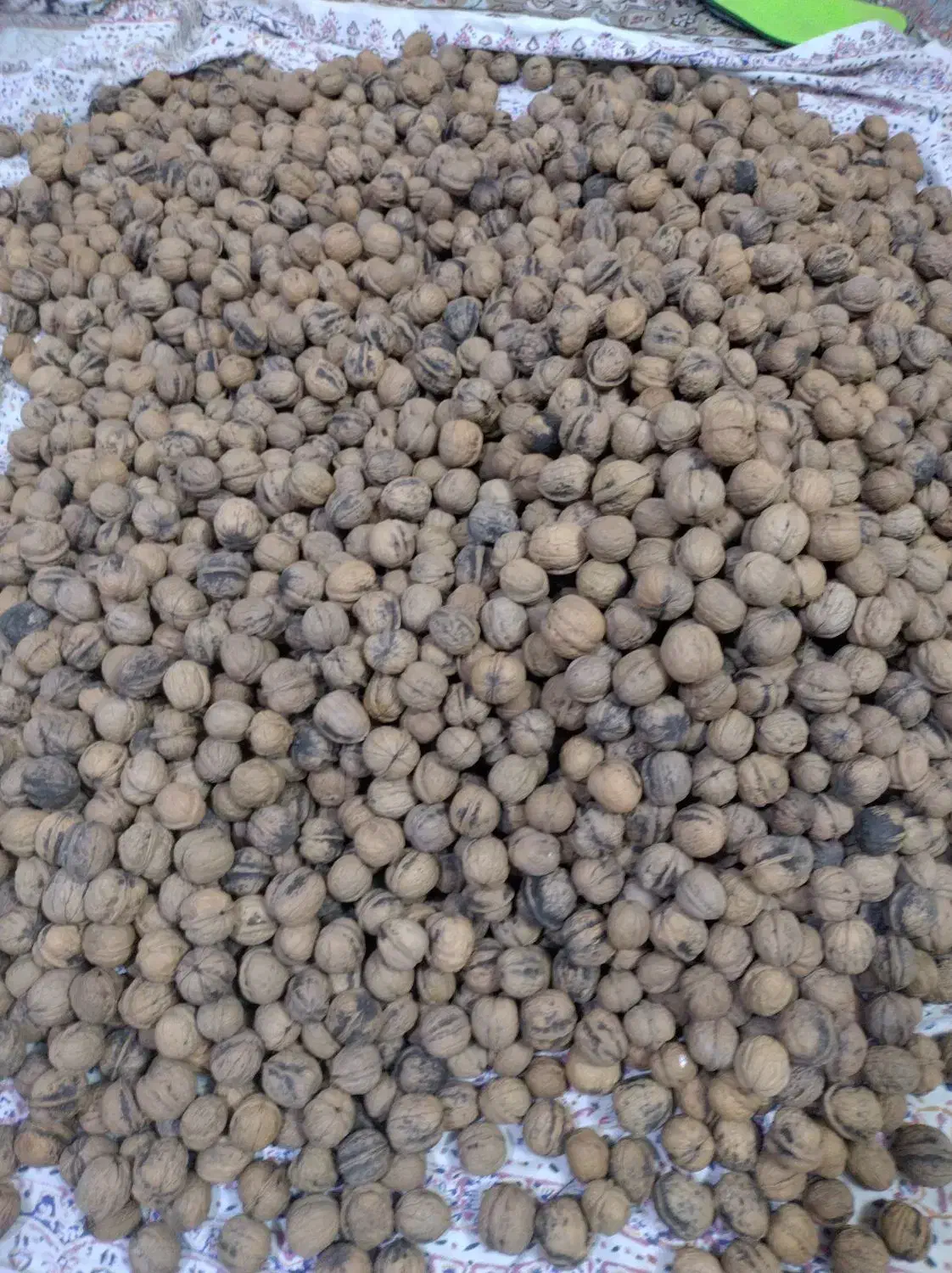 گردو|خوردنی و آشامیدنی|تربت جام, پاسداران|دیوار