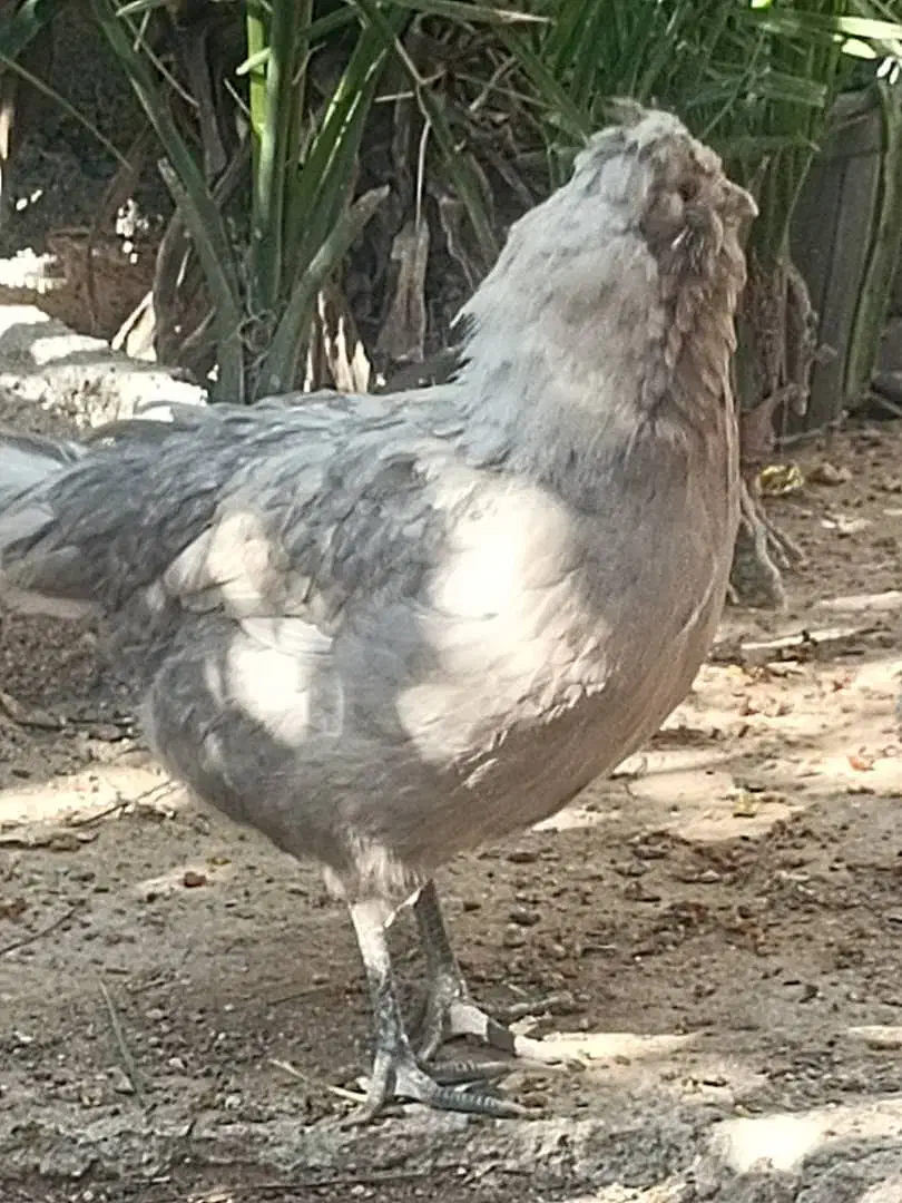 مرغ وخروس گلین اصل چهل تاج|حیوانات مزرعه|خورموج, |دیوار