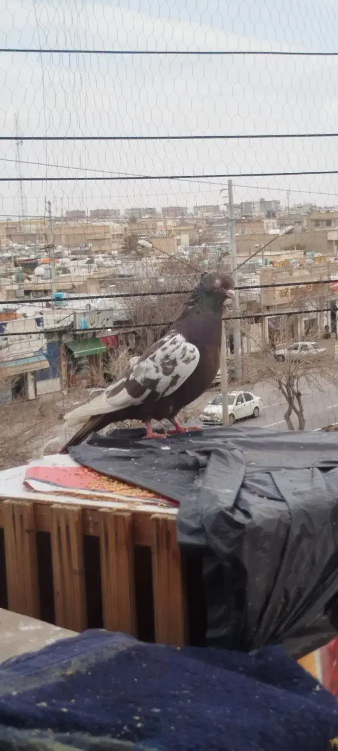 کبوتر|پرنده|شیراز, کوشک میدان|دیوار