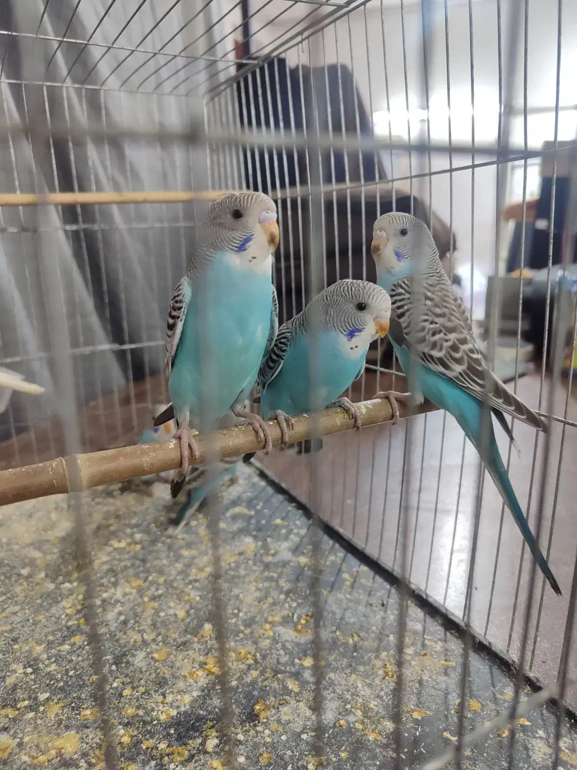 مرغ عشق|پرنده|پاکدشت, پاکدشت (مامازند)|دیوار