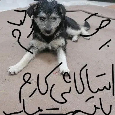 گمشده|حیوانات|بیرجند, |دیوار