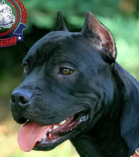 دوعدد سگ‌پیت بول مشکی وقهوه ای|سگ|نگین شهر, |دیوار