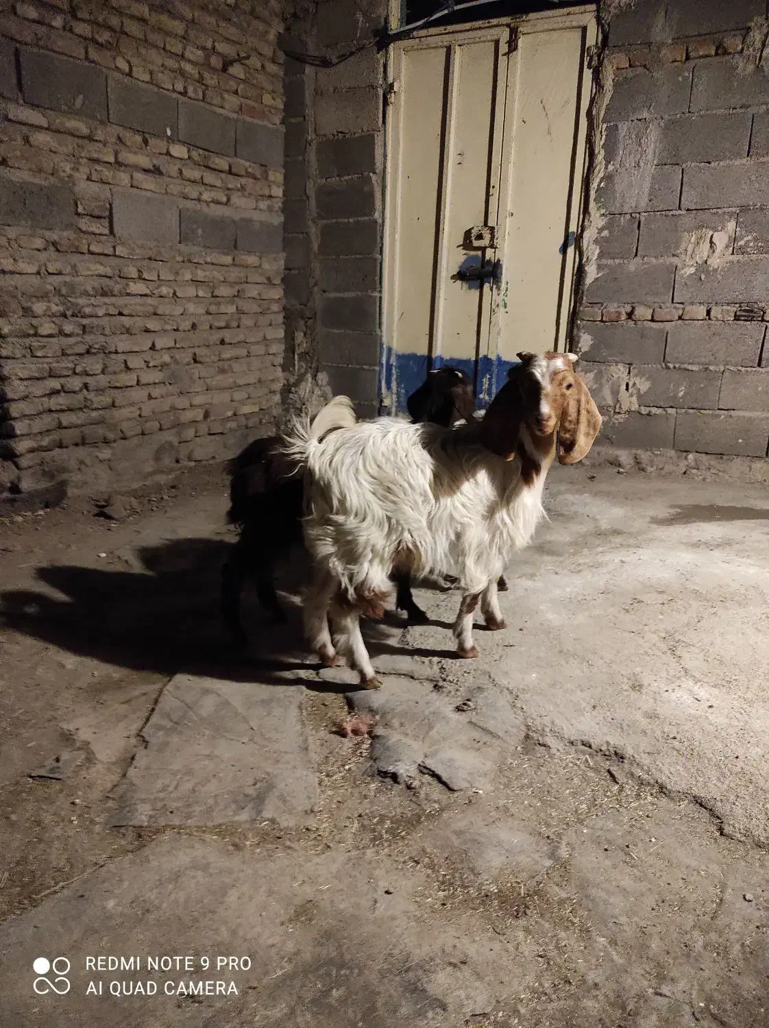 برغاله نر و ماده|حیوانات مزرعه|هریس, |دیوار