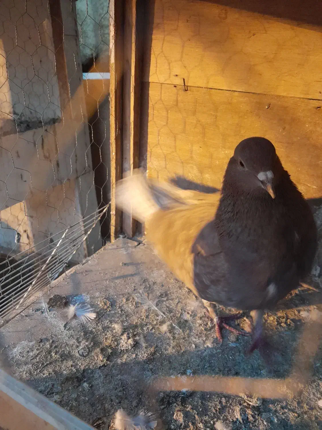 کفتر کبوتر ماده|پرنده|تهران, زرکش|دیوار