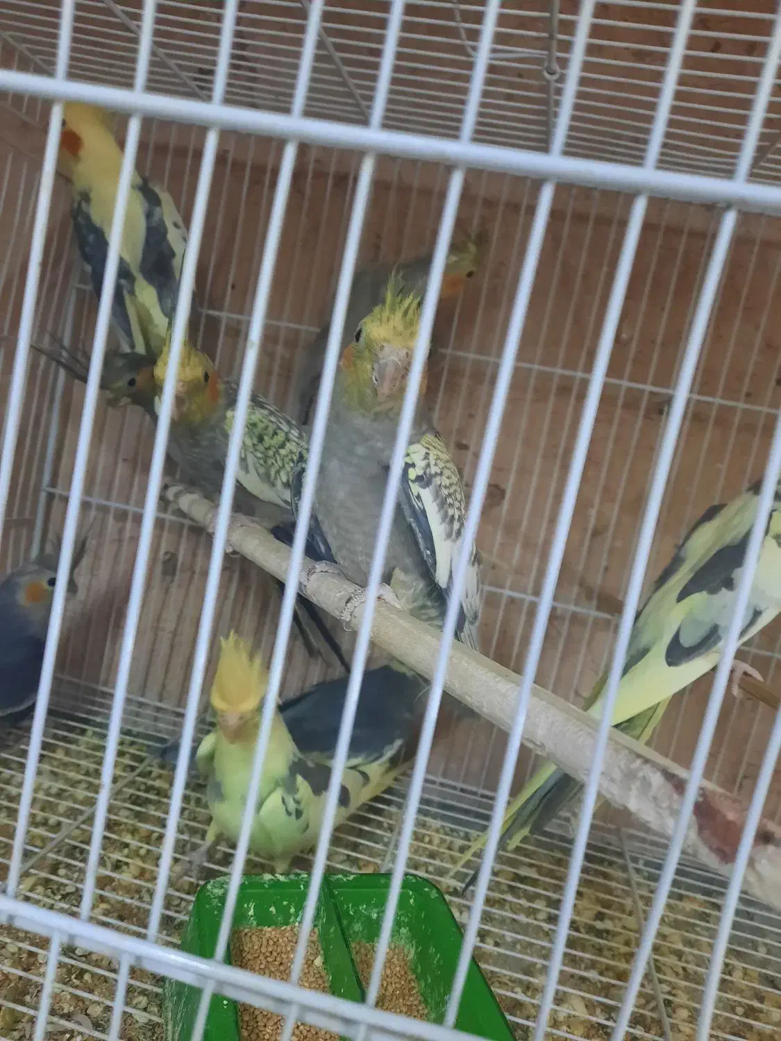 طوطی عروس|پرنده|سبزوار, توحیدشهر|دیوار