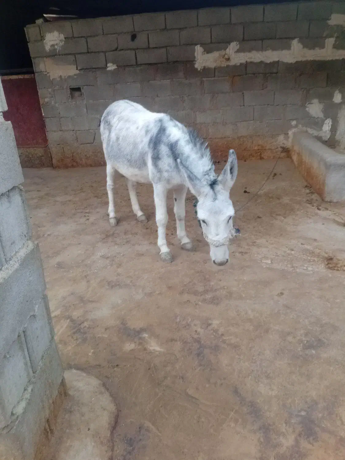 الاغ فروشی|حیوانات مزرعه|منج, |دیوار