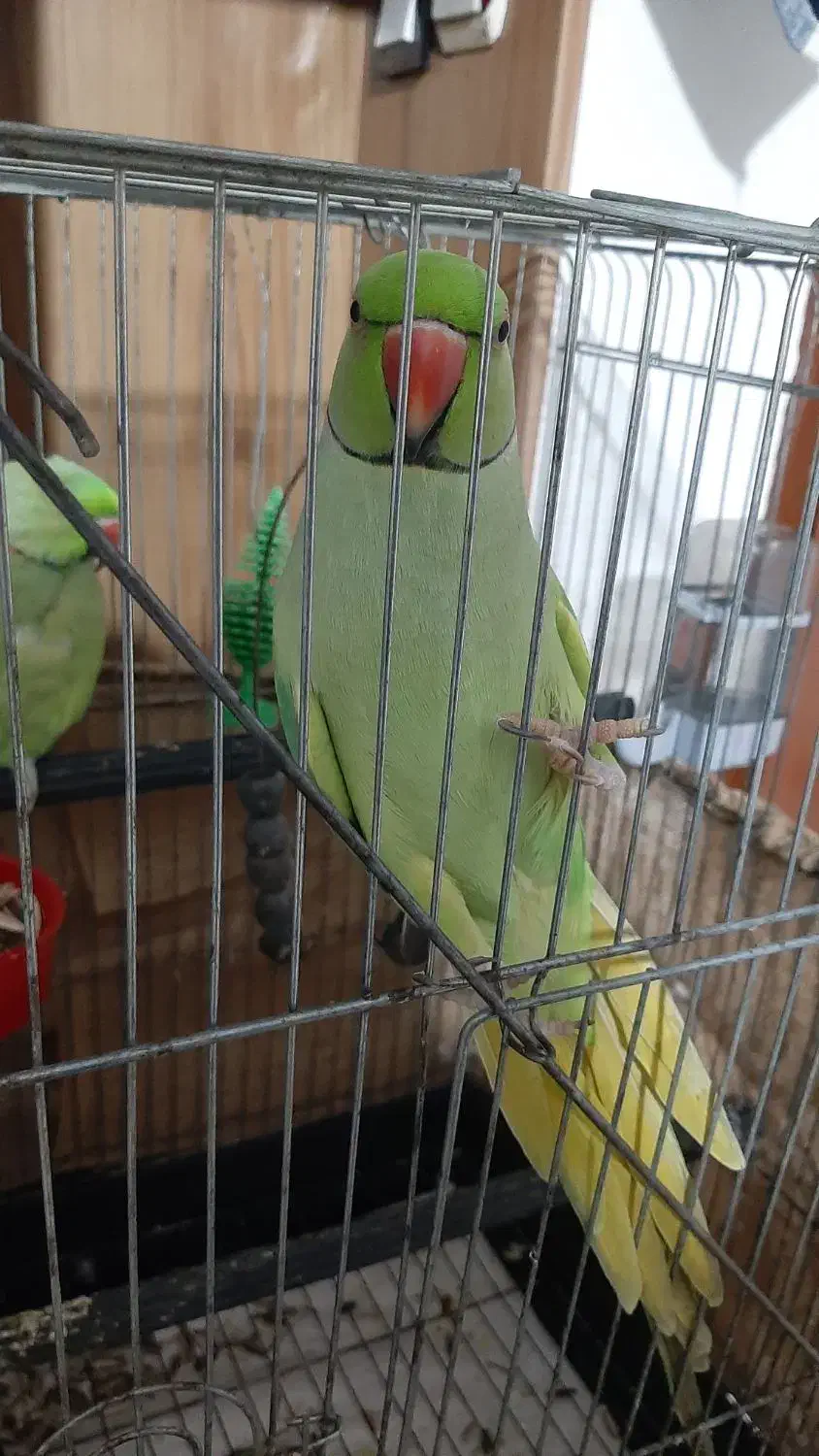 طوطی ملنگو نر دو ساله سخنگو|پرنده|قائم‌شهر, |دیوار