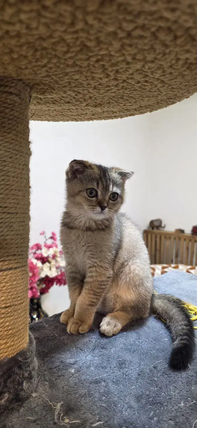 گربه|گربه|سیرجان, |دیوار