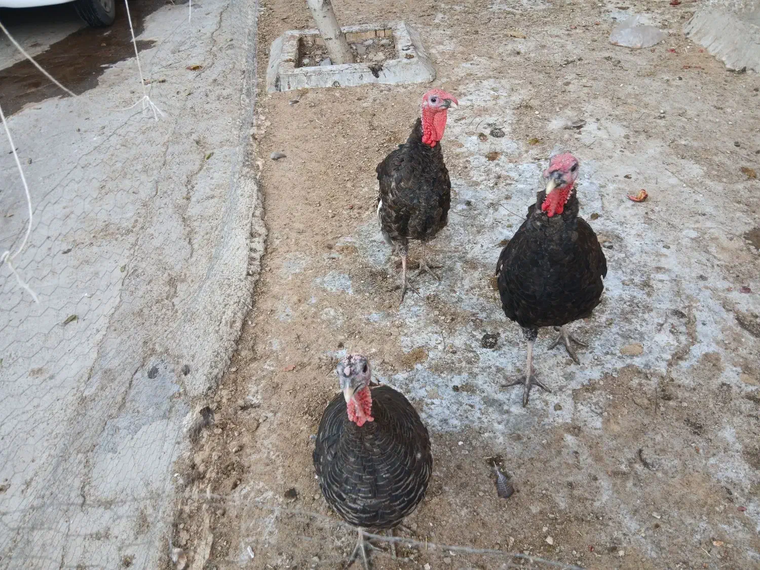 بوقلمون|حیوانات مزرعه|میانه, |دیوار