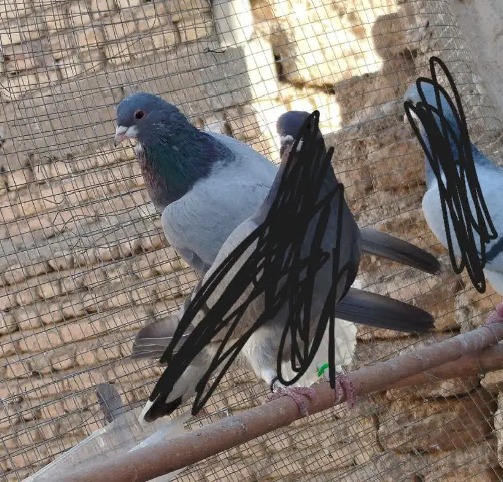 نر خرقه دمگیر دمپاک سر روس|پرنده|برخوار, |دیوار