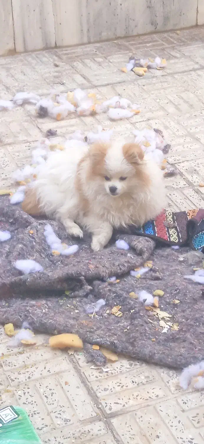 واگذاری توله پامر|سگ|اصفهان, جلالیه|دیوار