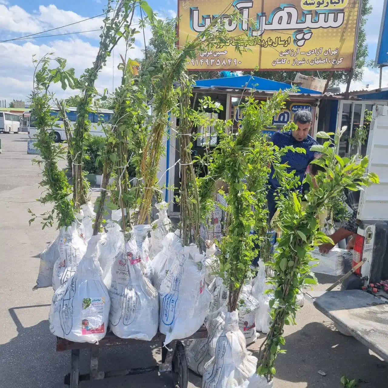 فروش نهال سیب گلدن دلشیز شناسه دار|خدمات باغبانی و درختکاری|شیرینسو, |دیوار