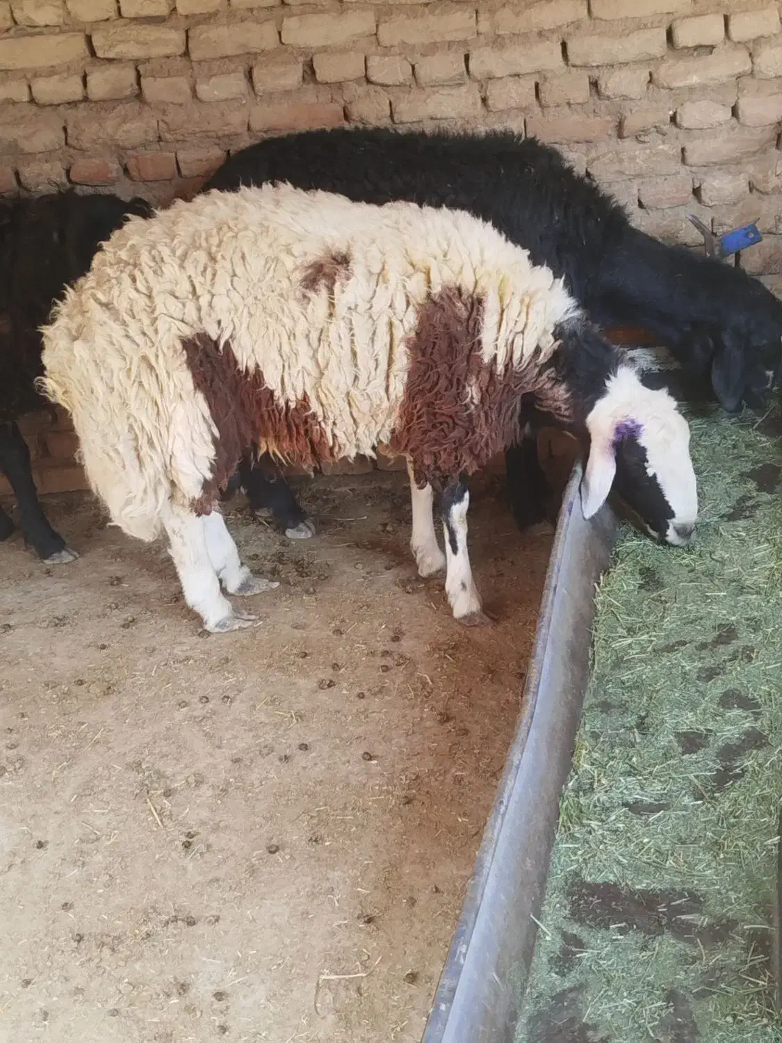 گوسفند زنده|حیوانات مزرعه|ساوه, |دیوار