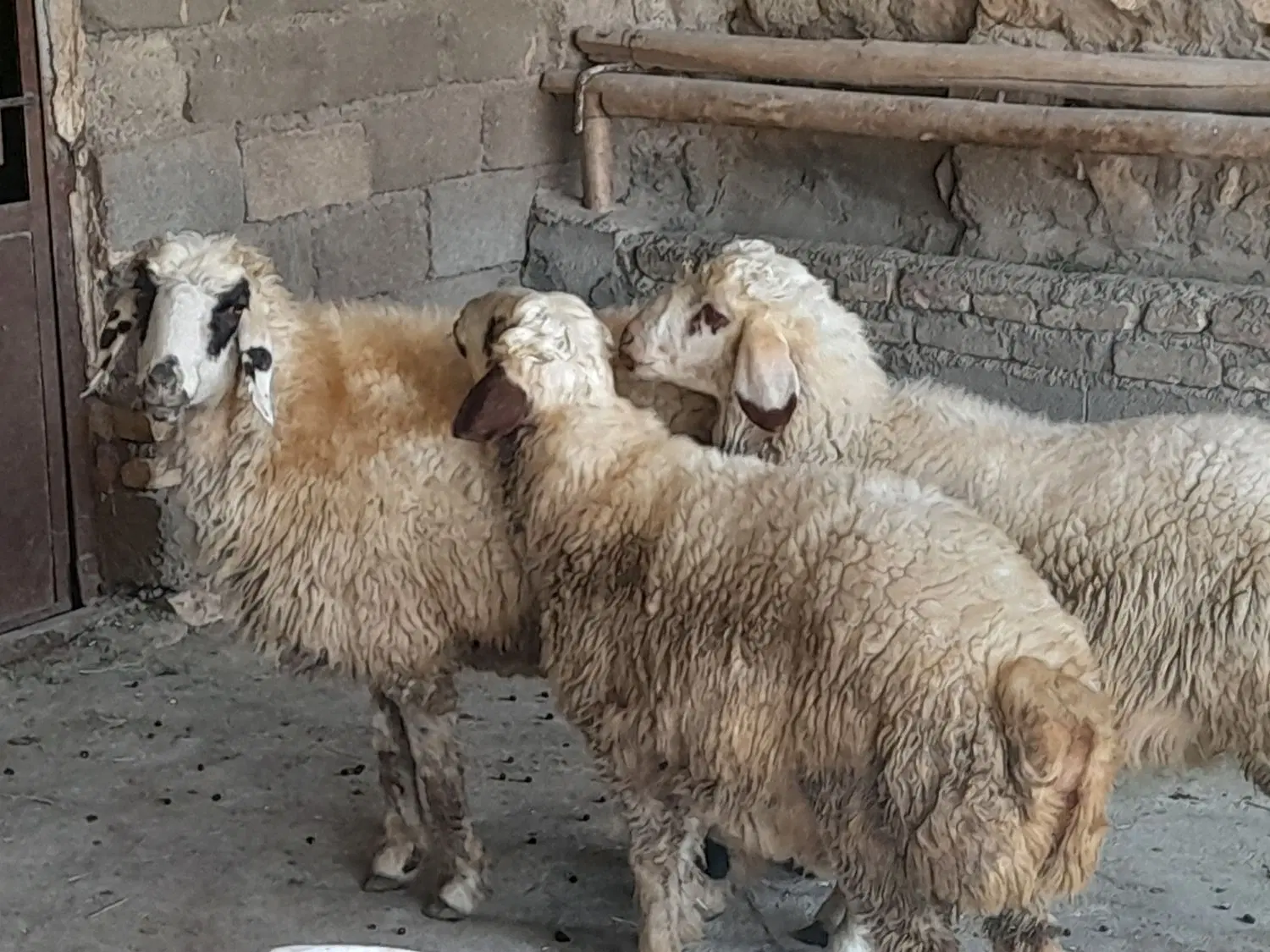 بره|حیوانات مزرعه|حمیل, |دیوار