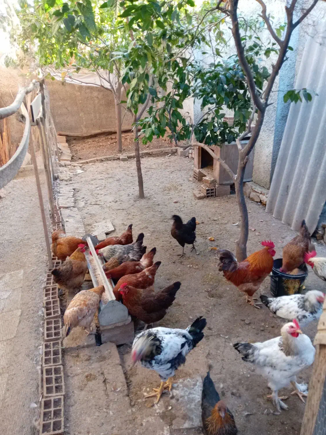 مرغ خروس محلی|حیوانات مزرعه|بهشهر, |دیوار