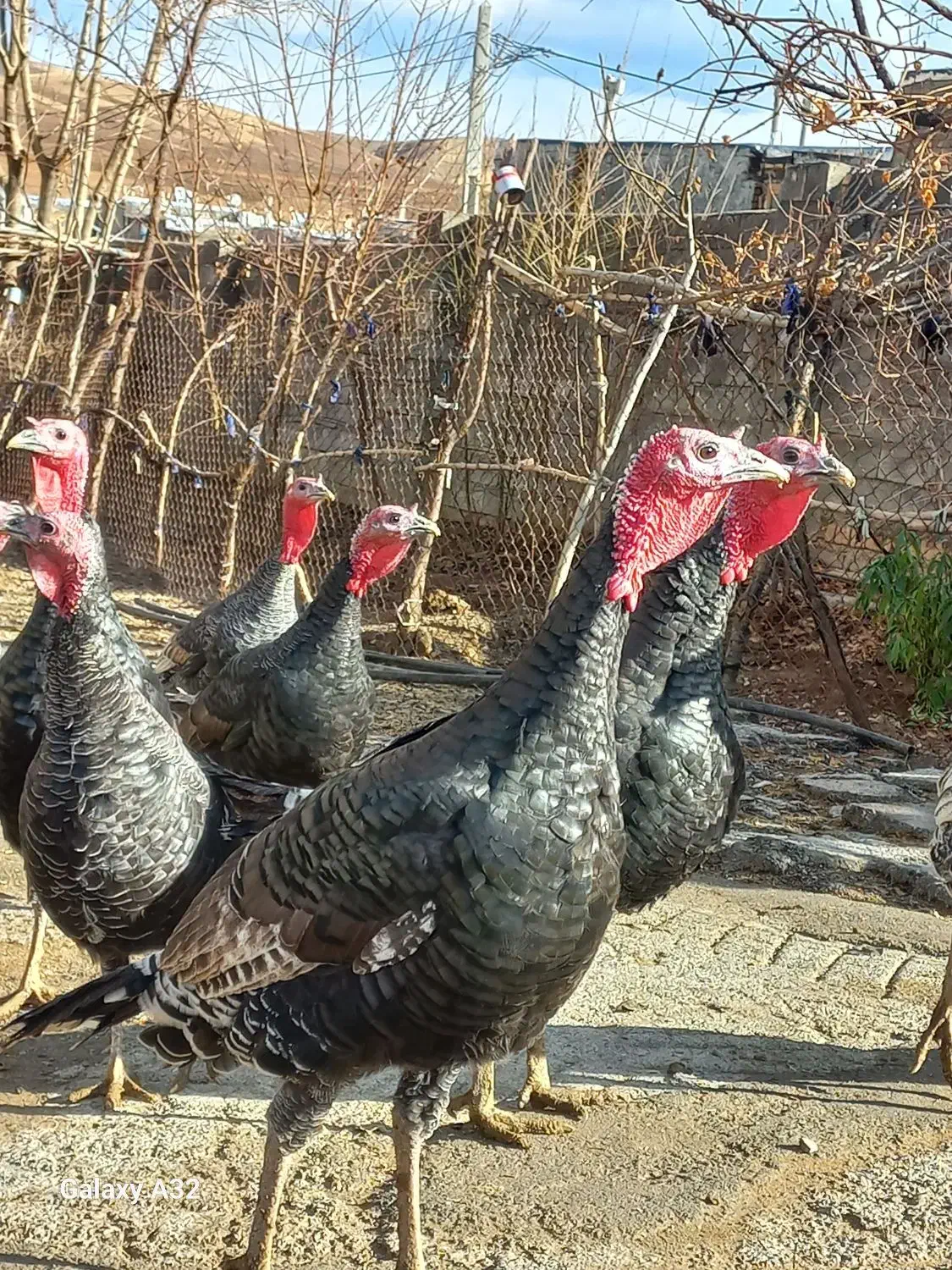 بوقلمون کردی اصیل|حیوانات مزرعه|هرسین, |دیوار