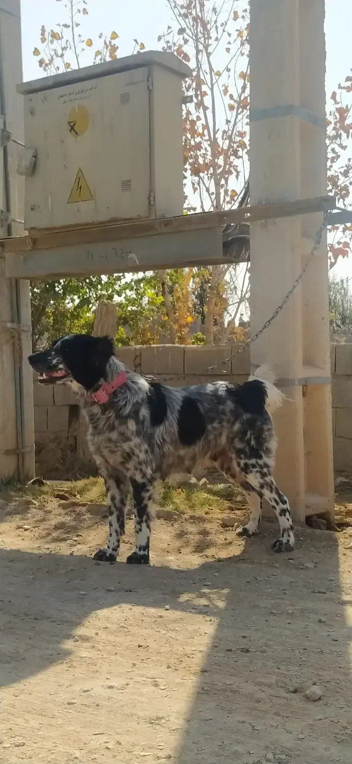 واگذاری ماده بومی شکم پر|سگ|فلاورجان, |دیوار