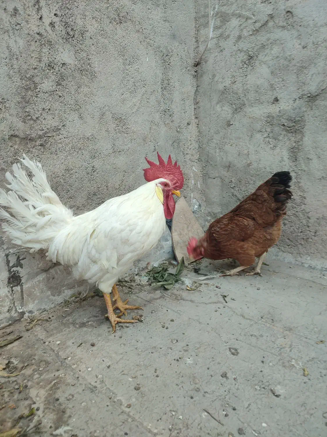 مرغ و خروس خانگی سفید و قهوه ای|حیوانات مزرعه|قم, هنرستان|دیوار