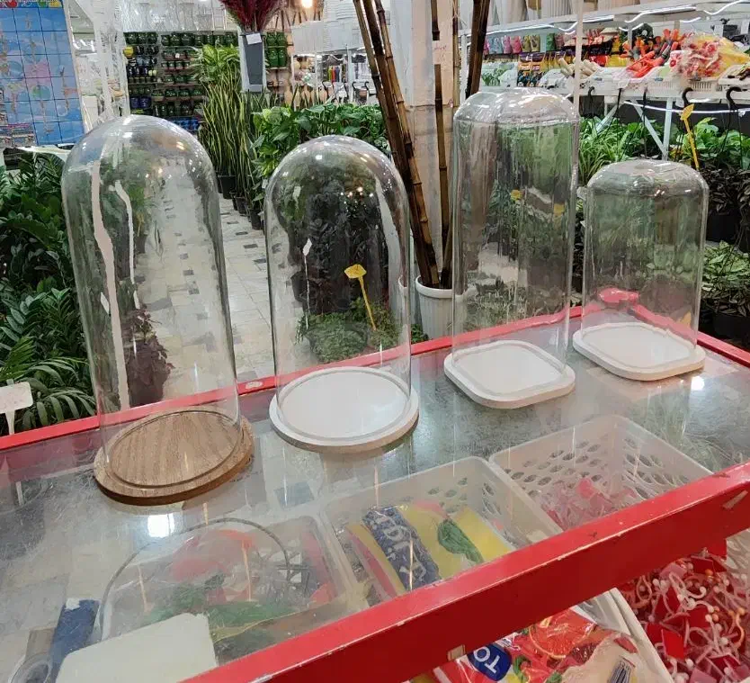 شیشه باکس شیشه آجیل یلدا گلدان تراریوم بامبو چله|گل و گیاه طبیعی|قم, ولیعصر|دیوار