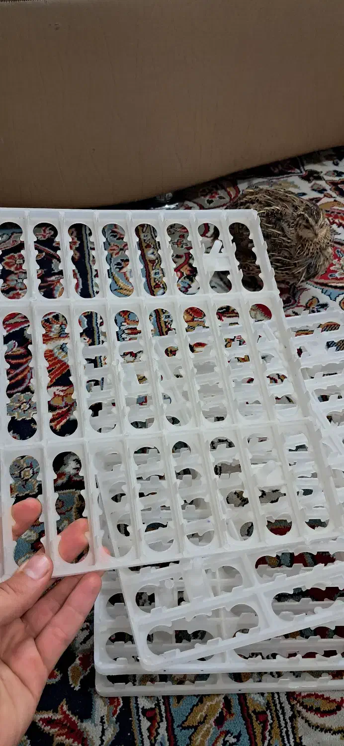 شانه جوجه کشی بلدرچین|لوازم جانبی حیوانات|مشهد, قائم|دیوار