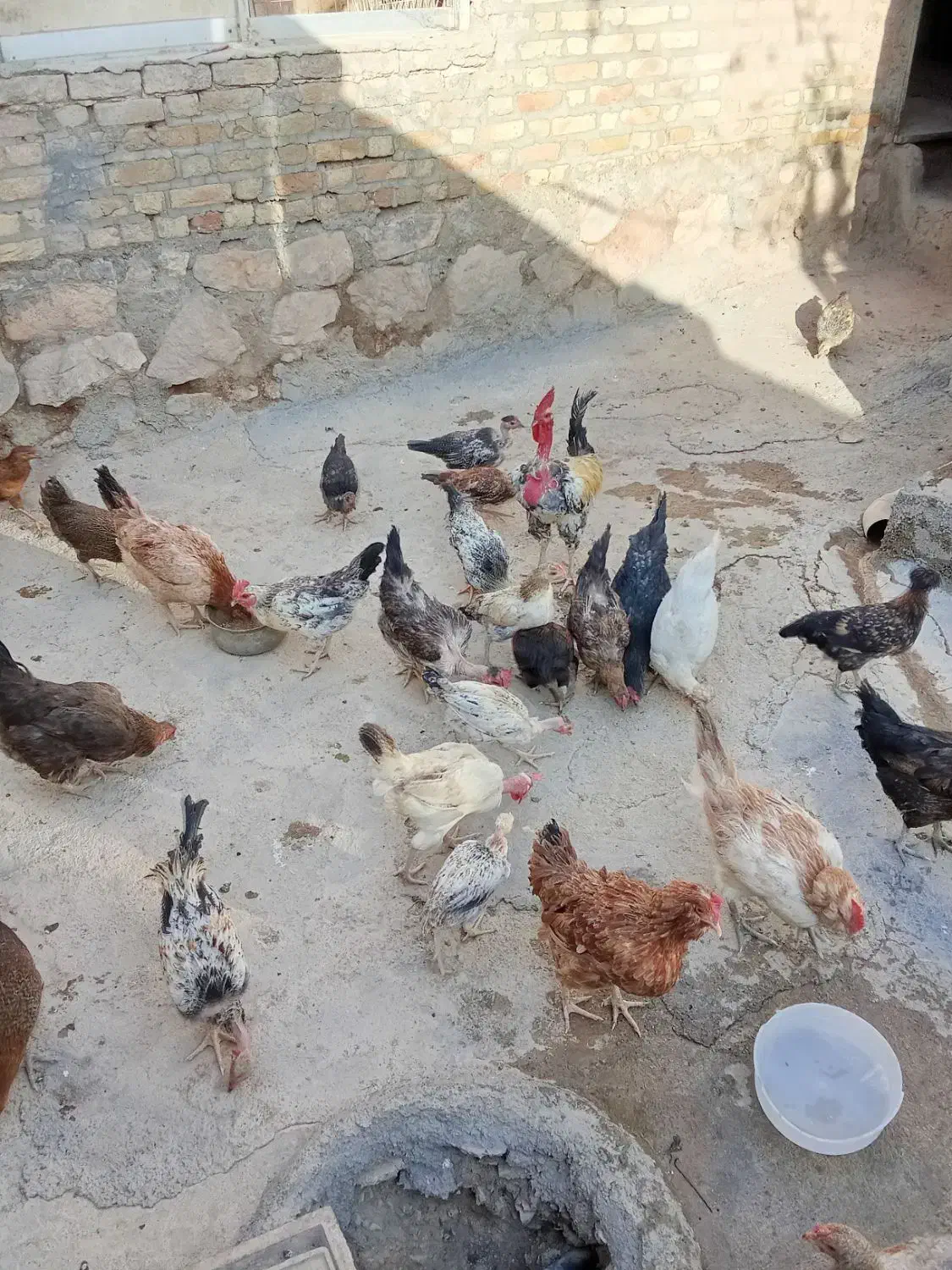 مرغ خروس جوجه کوردی|حیوانات مزرعه|کرمانشاه, |دیوار