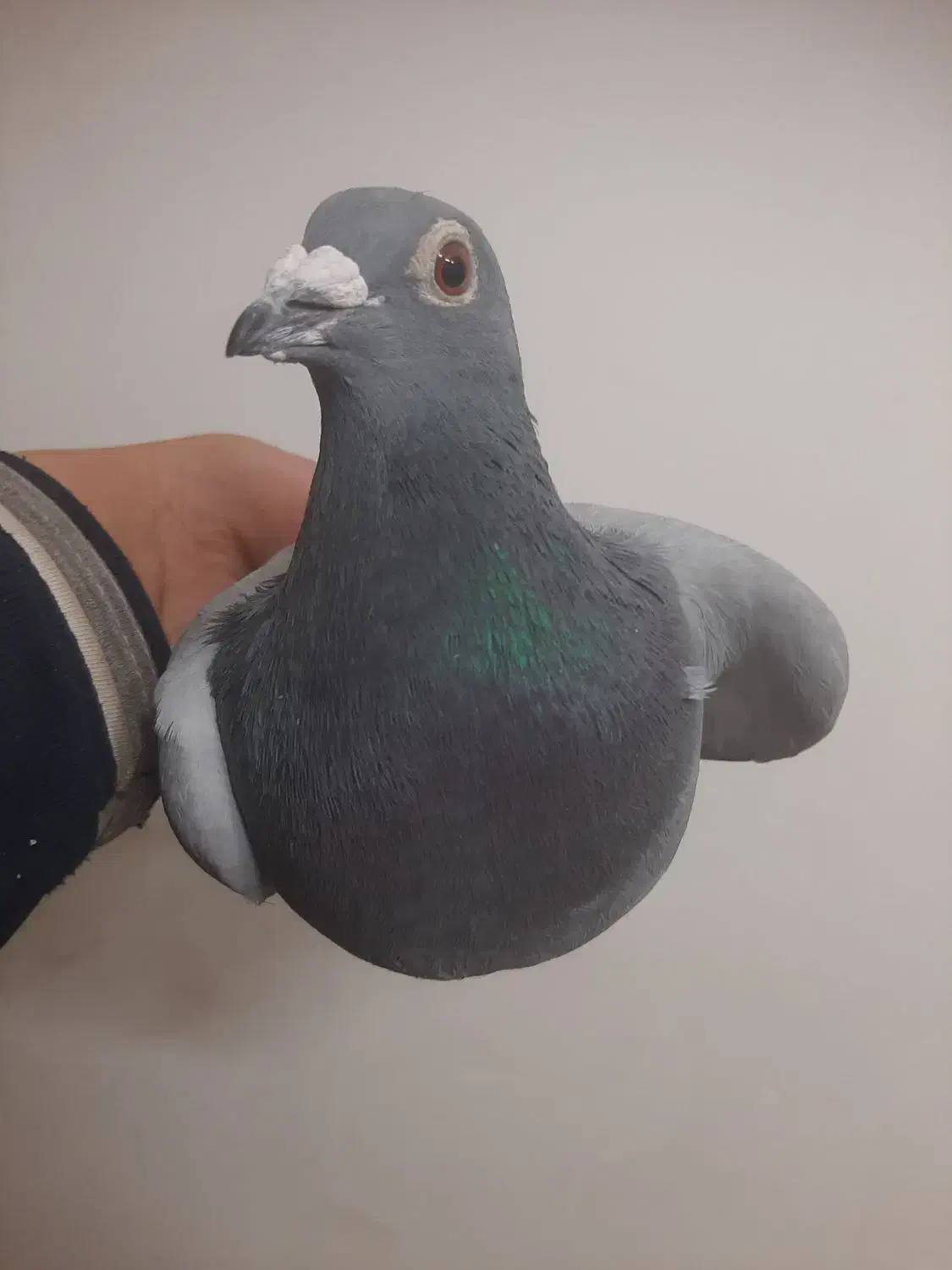 حراج کفتر|حراج|بیرجند, |دیوار