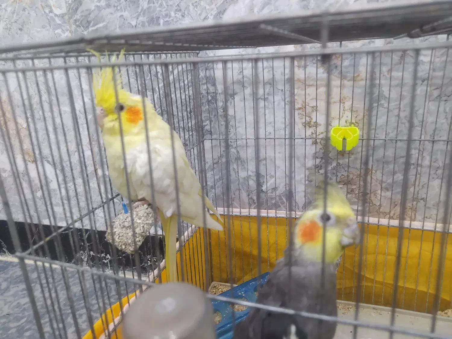 عروس هلندی مولد|پرنده|نجف‌آباد, یزدانشهر|دیوار