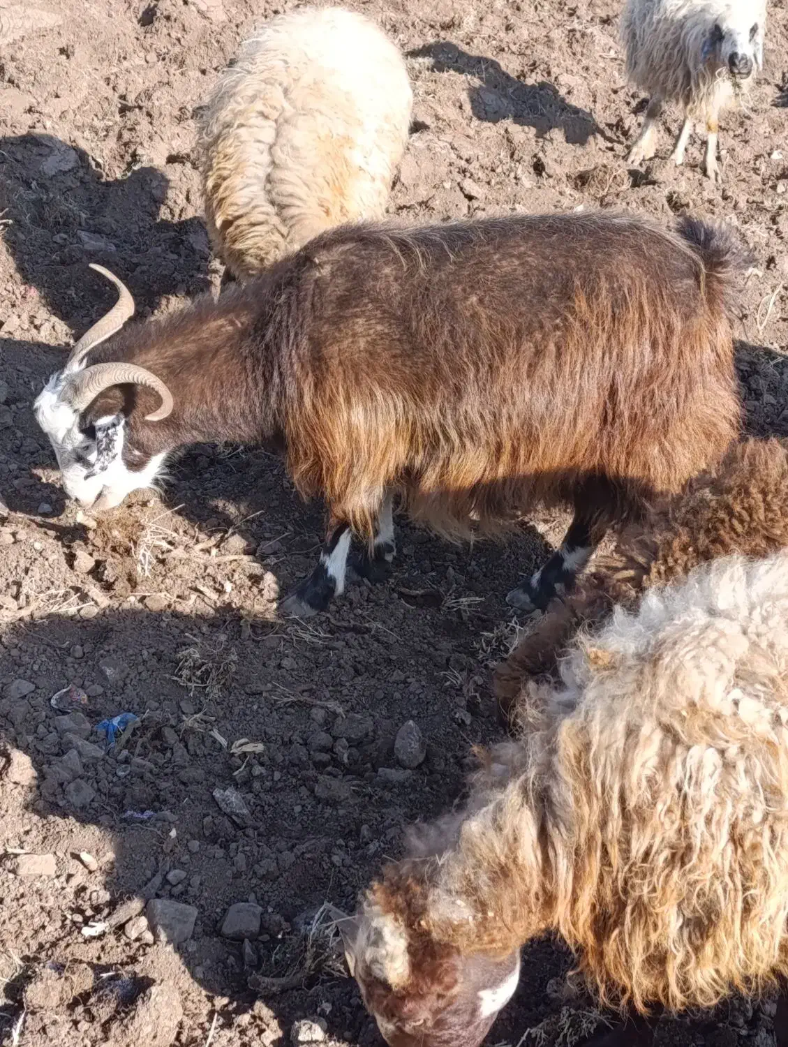 سلام یه بز جوان واسه قربانی|حیوانات مزرعه|فیرورق, |دیوار