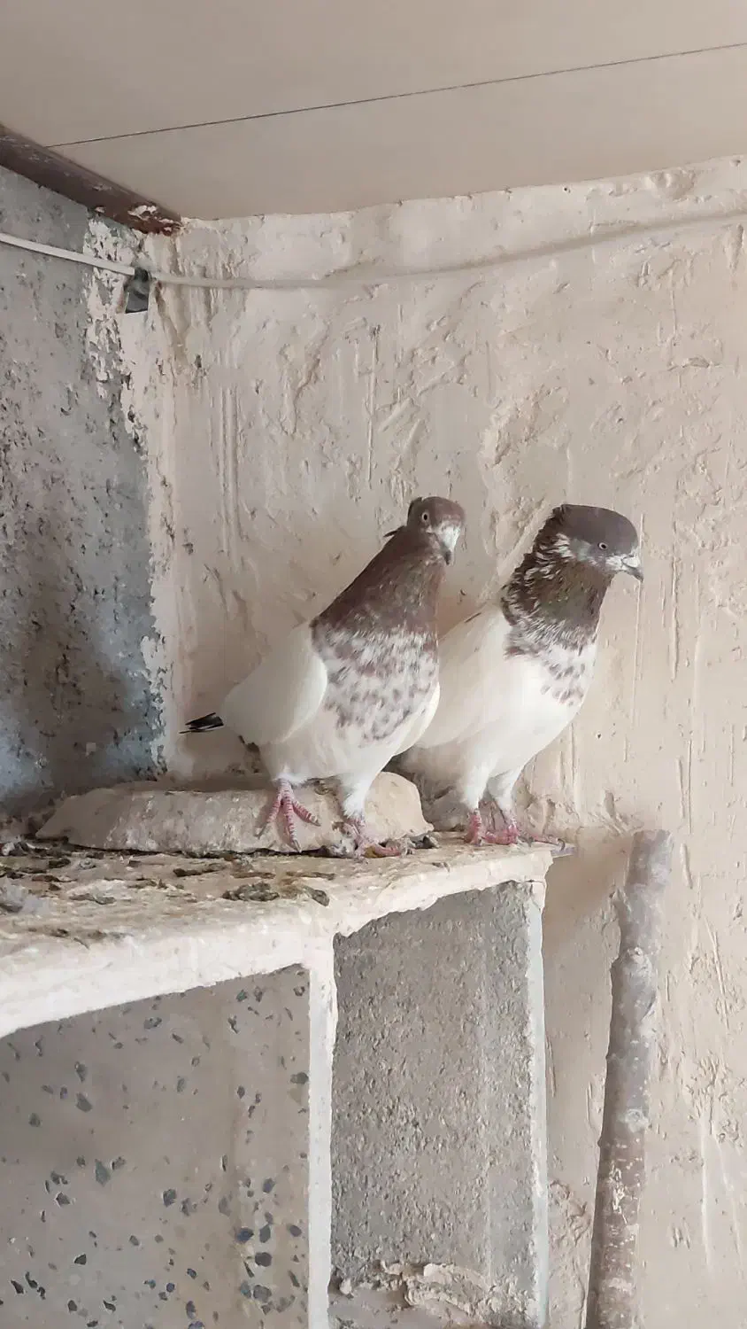 کبوتر کله دار|پرنده|رزن, |دیوار