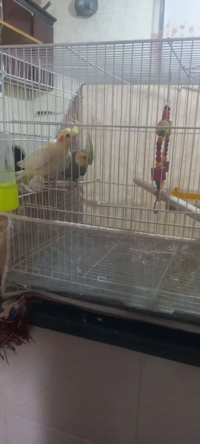 عروس هلندی سخنگو|پرنده|زبرخان, |دیوار