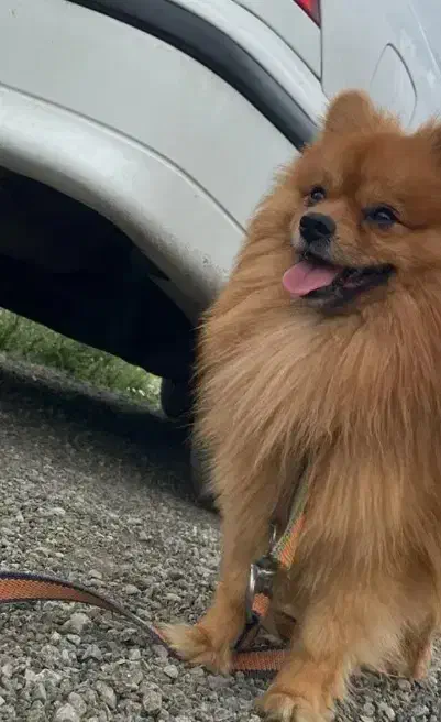 پامر عروسکی سایز ریز|سگ|امیرکلا, |دیوار