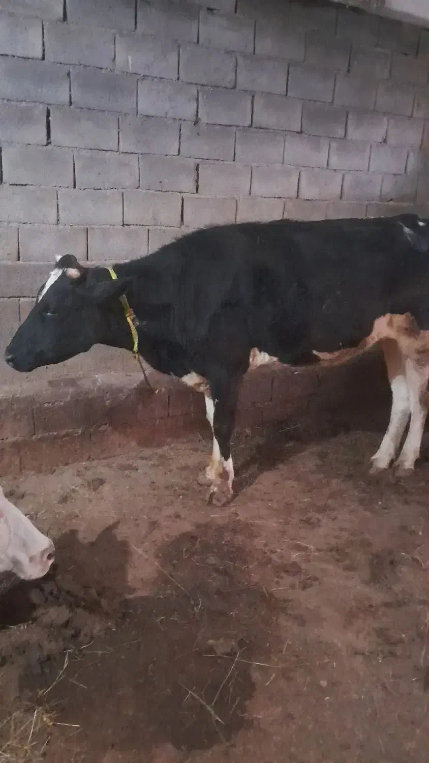 گاو سالم|حیوانات مزرعه|ثمرین, |دیوار