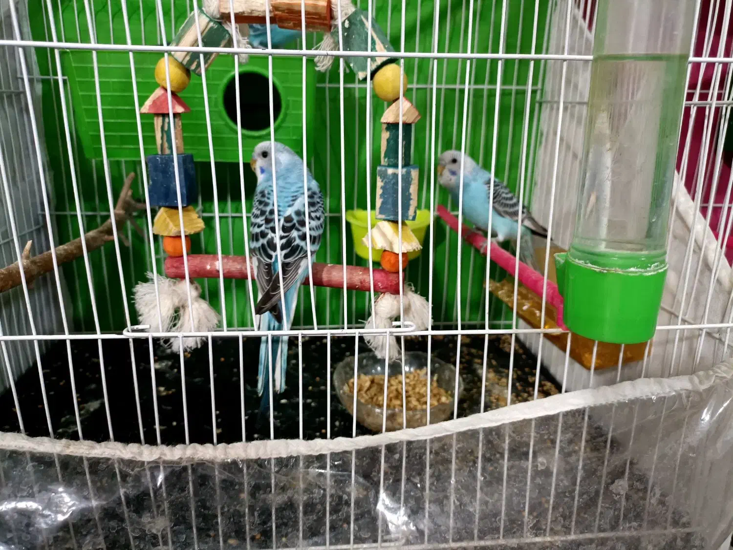 مرغ عشق|پرنده|شیروان (خراسان), |دیوار