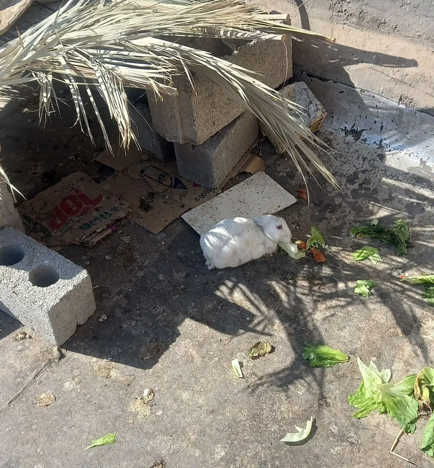 خرگوش سفید|موش و خرگوش|لردگان, |دیوار