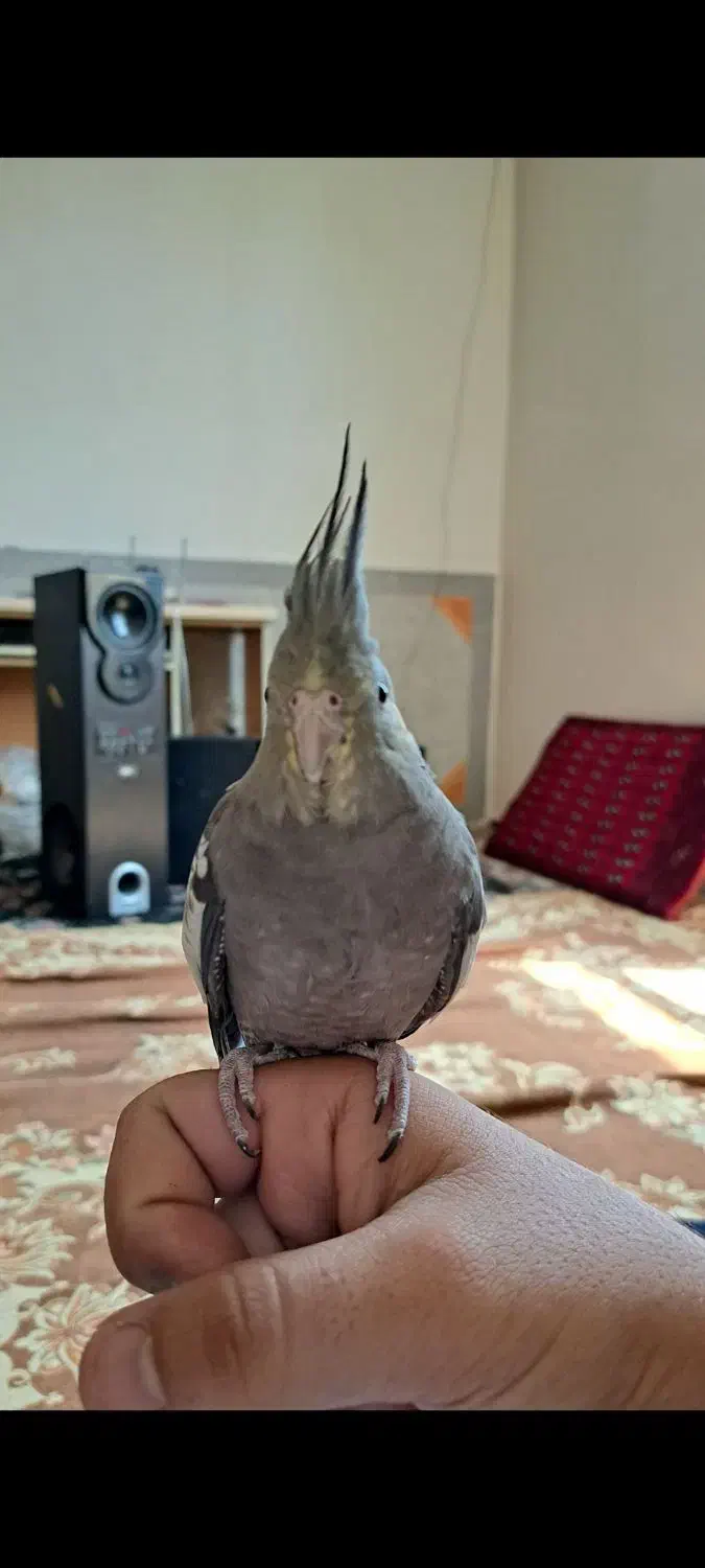 عروس هلندی سینامون|پرنده|کرمانشاه, |دیوار