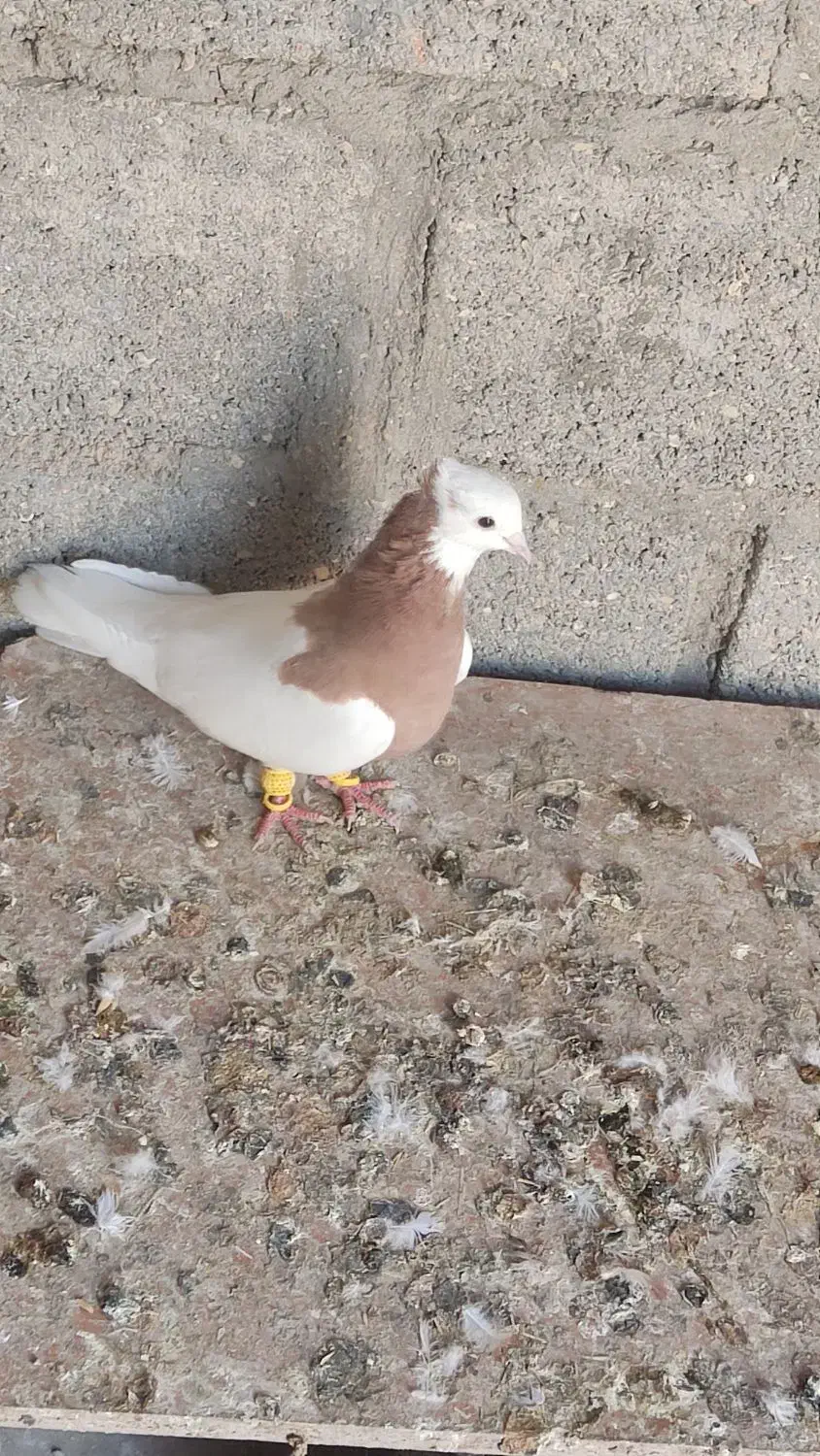 کبوتر طوقی زرد|پرنده|مهر, |دیوار