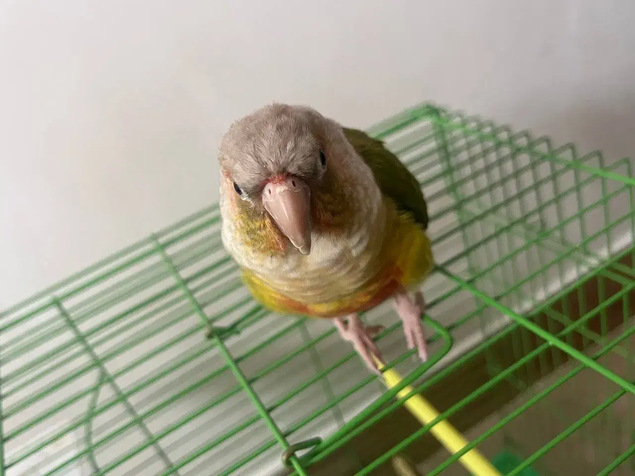 طوطی گرینچیک|پرنده|شهرکرد, |دیوار