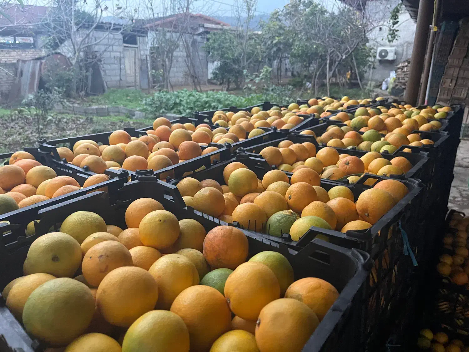 پرتقال تامسون ریز قالب نارنگی درجه یک|عمده‌فروشی|شیرگاه, |دیوار