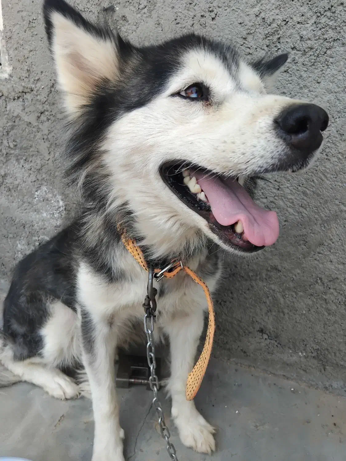 سگ هاسگی|سگ|قنوات, |دیوار