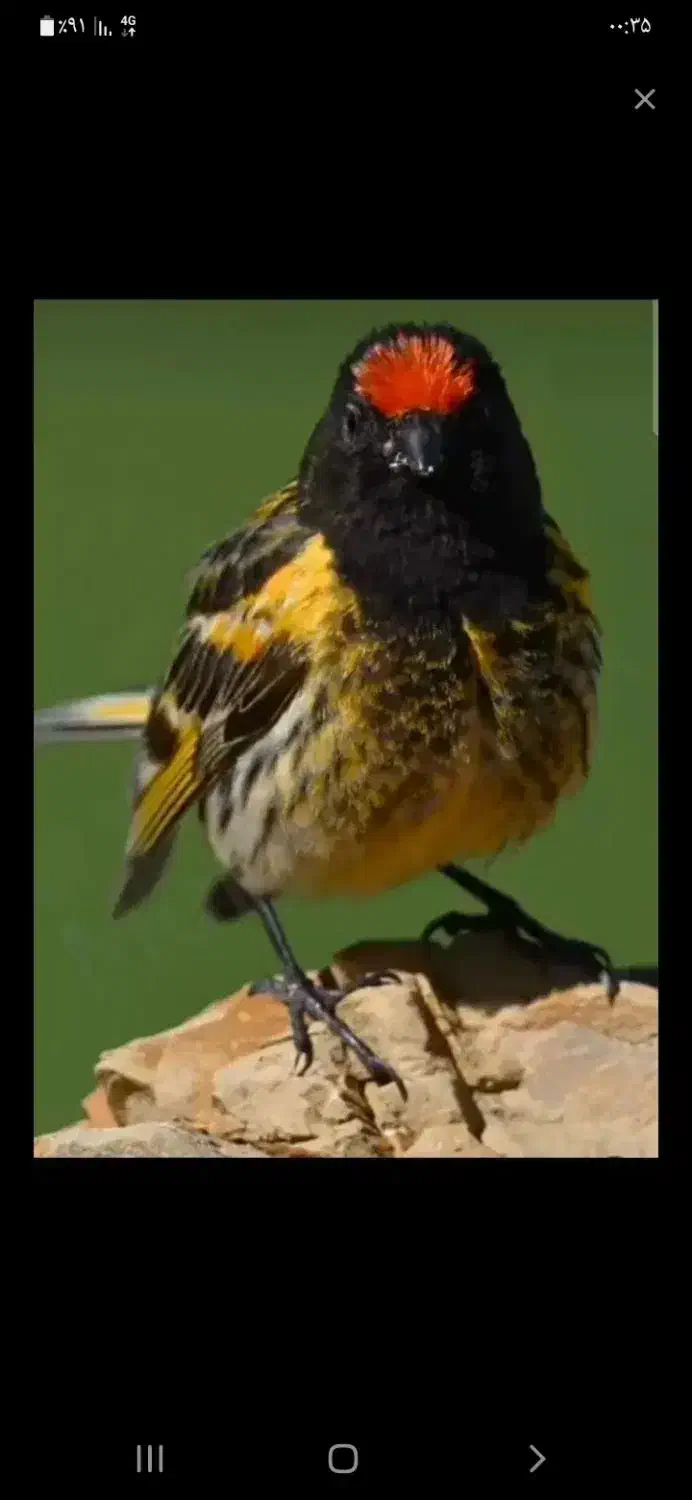 گلبسر قناری|پرنده|کوهدشت, |دیوار