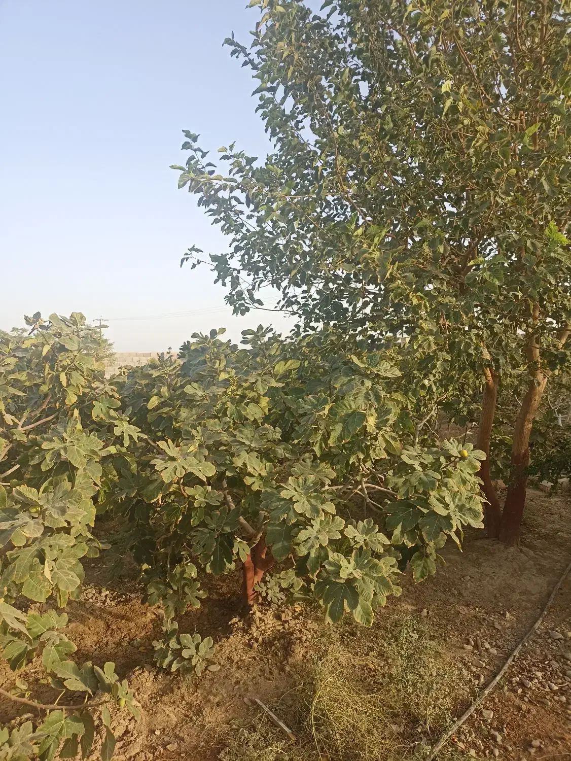 فروش ویلا با آب و برق و مجوز ساخت در ساوه|فروش دفتر صنعتی، کشاورزی، تجاری|تهران, صادقیه|دیوار