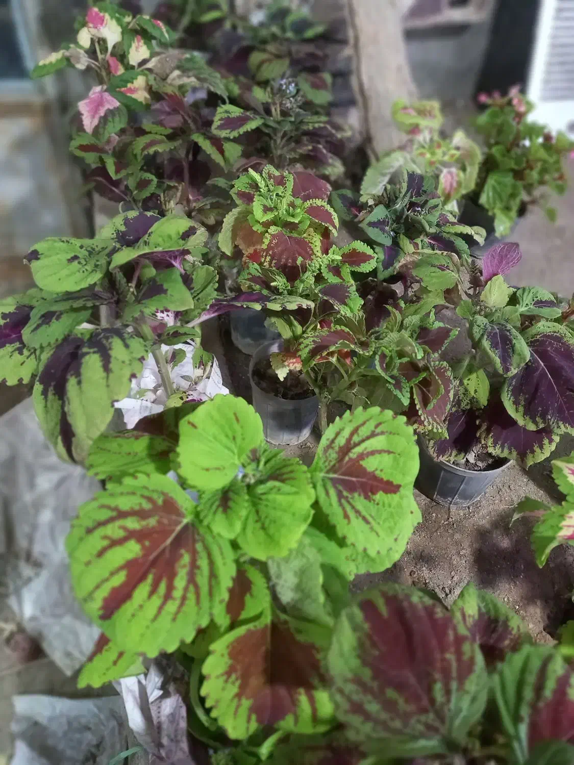 تخفیف  تا شب یلدا20درصد|گل مصنوعی|قم, چهل درخت‎|دیوار