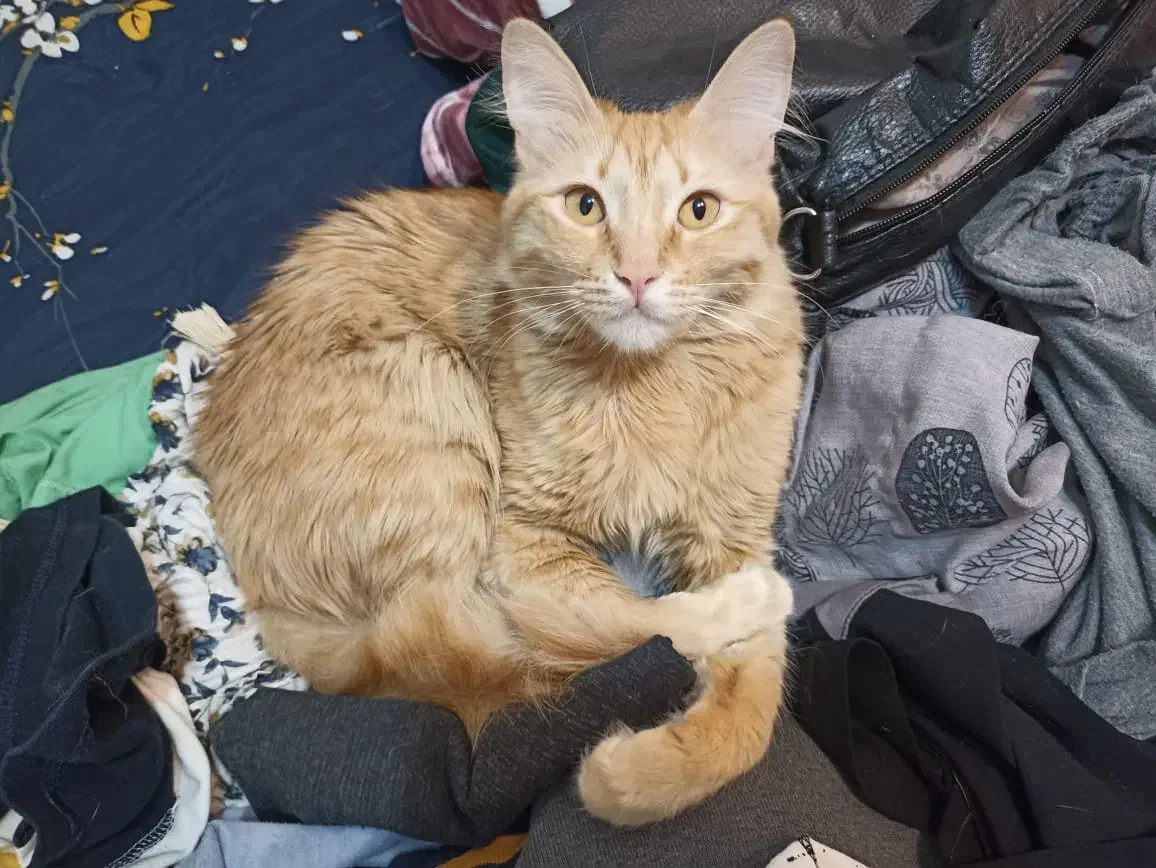 واگذاری رایگان|گربه|پردیس, فاز ۲|دیوار