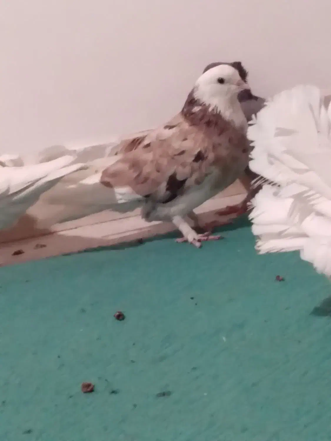 کفترتزیینی وپرشی|پرنده|قم, لسانی|دیوار